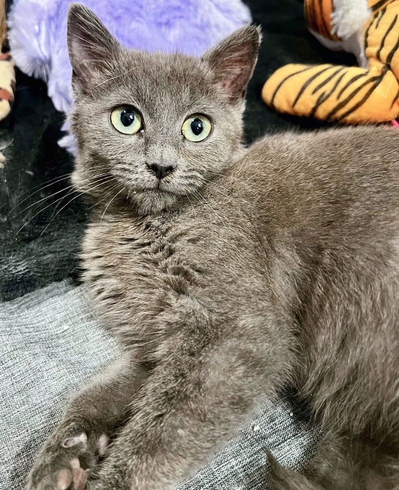 cute gray kitten