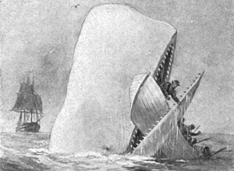 whales, Moby Dick, poaching endangered species, sperm whale, old drawing, whalers