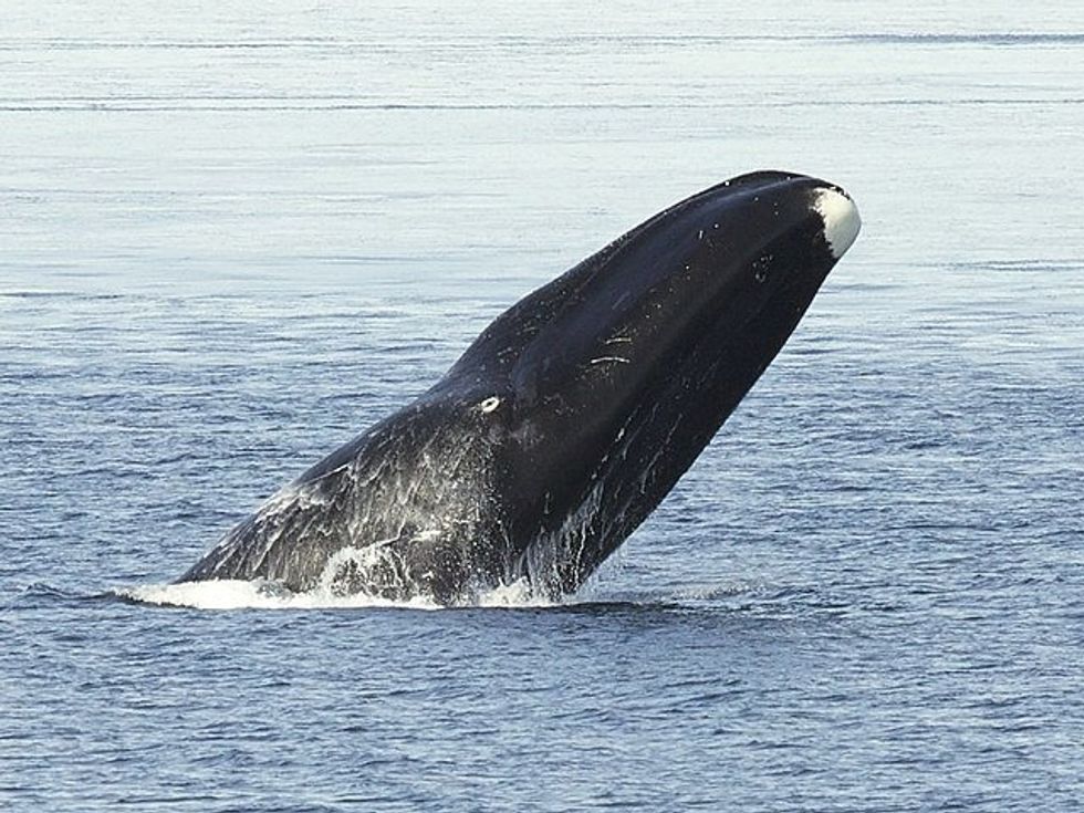 bowhead whales, whaling, whaling history, ancient whales, balaena mysticetus, baleen whales