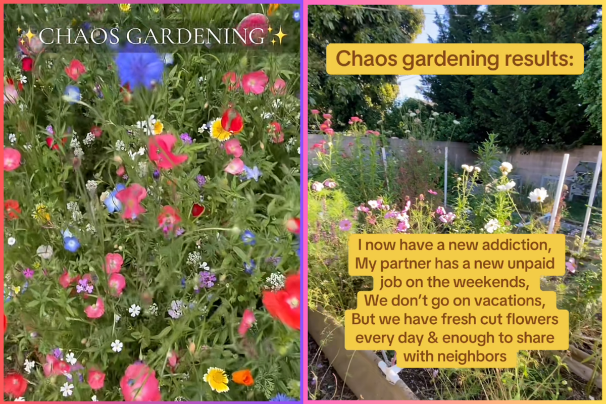 Flowers, chaos-garden, viral-tiktok, tiktok, gardening