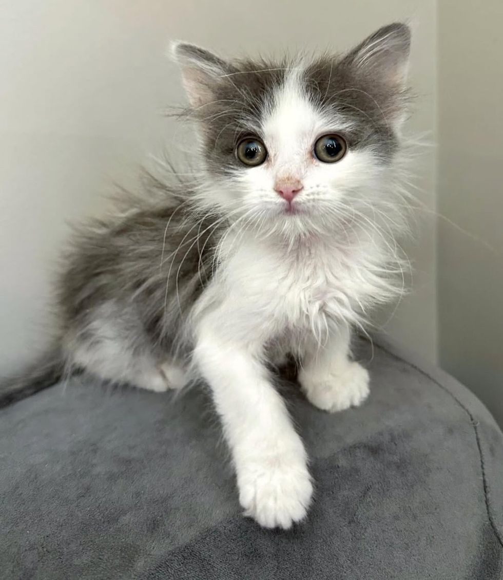 fluffy kitten floof