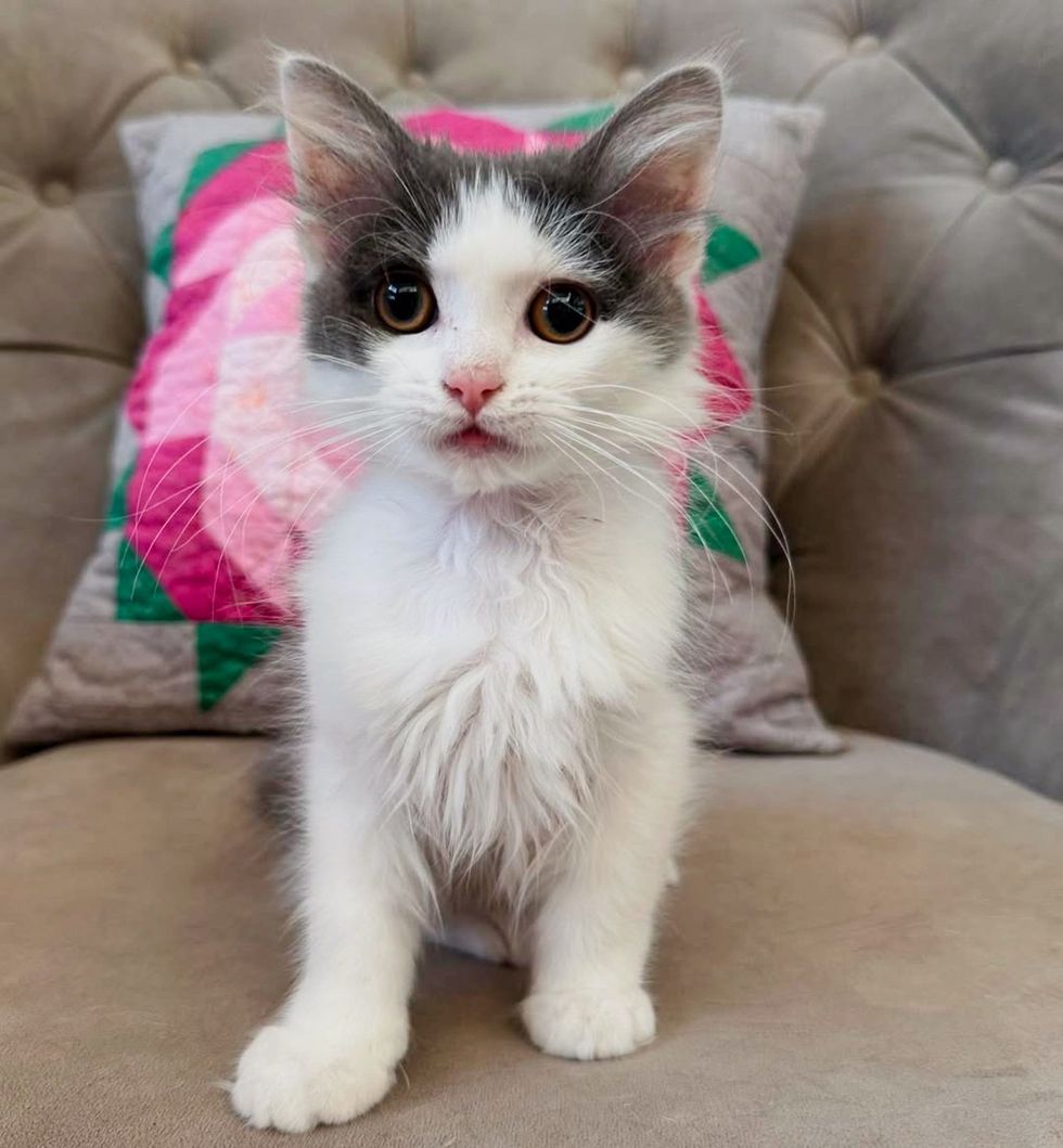 fluffy kitten cute