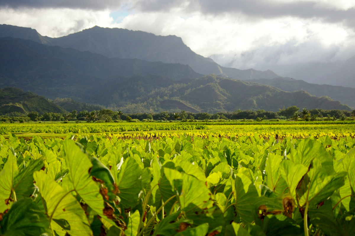 native hawaiian, farming, agriculture, land management, sustainability