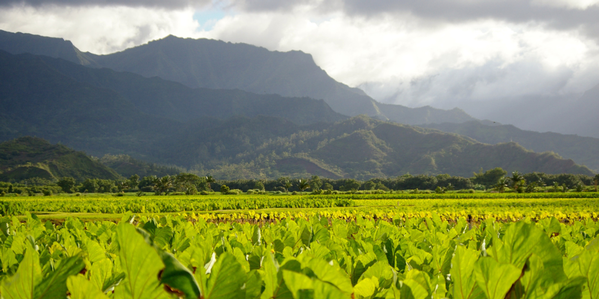 Ancient Hawaiian land system could transform sustainability's future—and it’s going viral