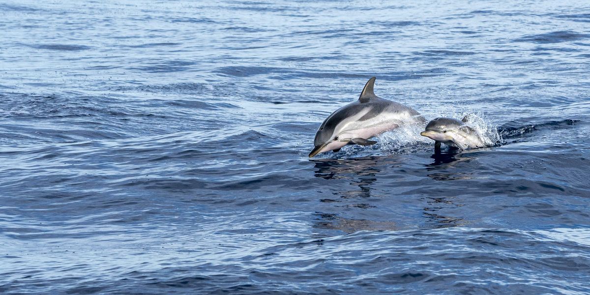 Dove scoprire i delfini in Italia Dove scoprire i delfini in Italia