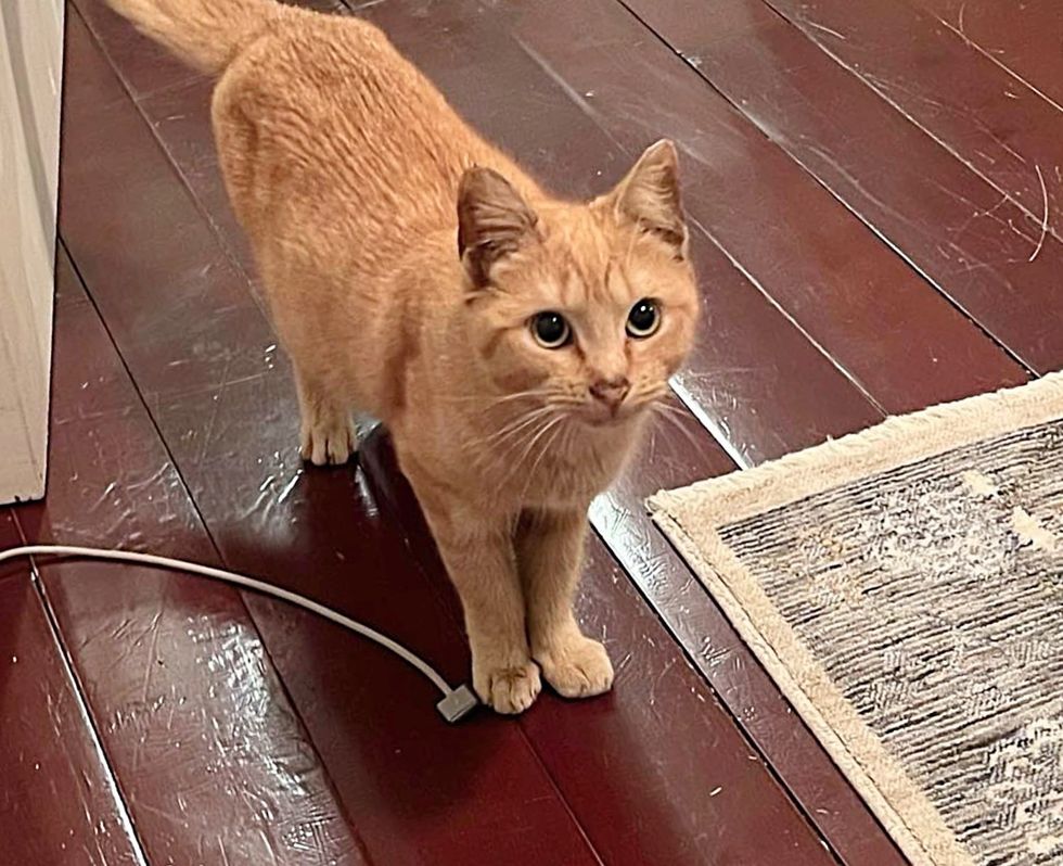 orange tabby kitten