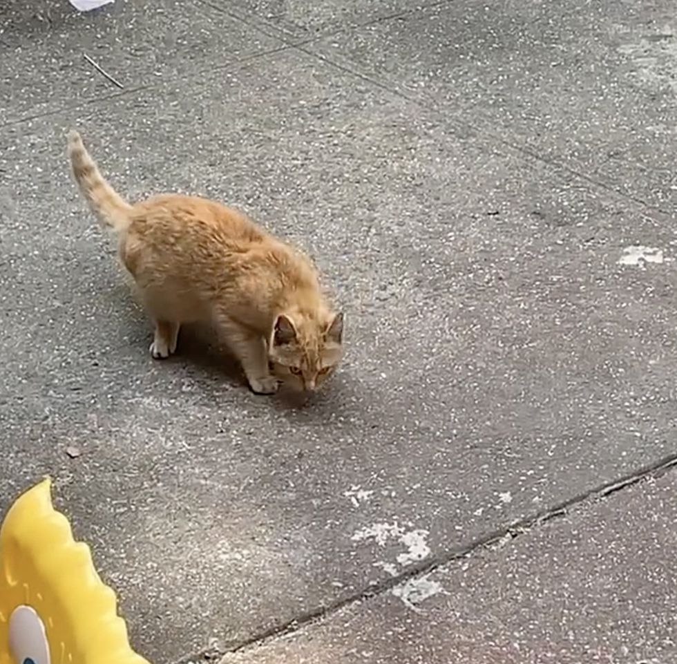 kitten stray wandering