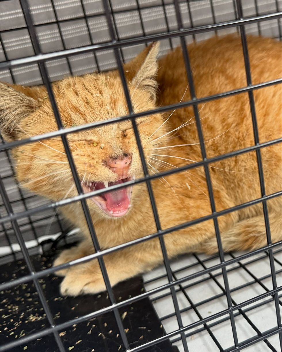 orange tabby kitten meowing