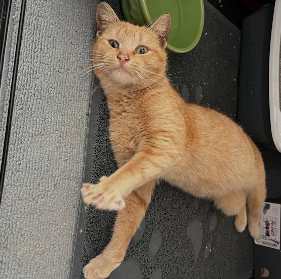 happy kitten rolling paws