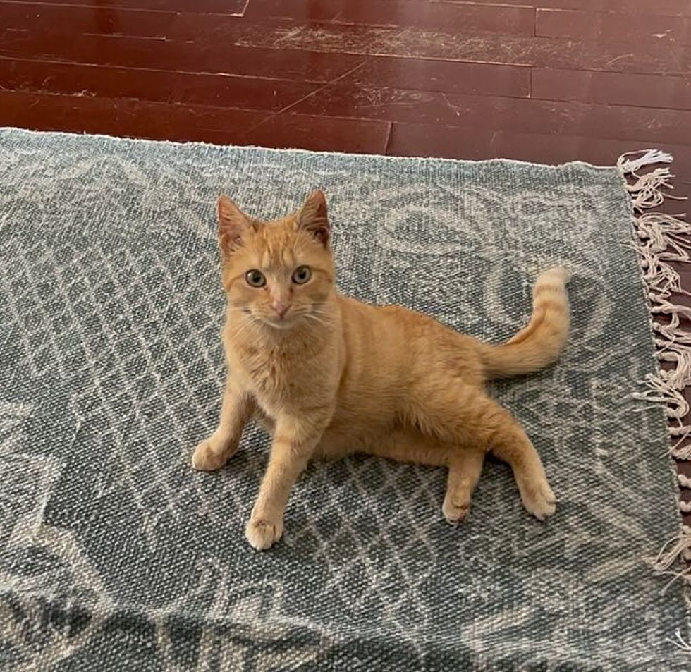 tabby orange kitten lounging