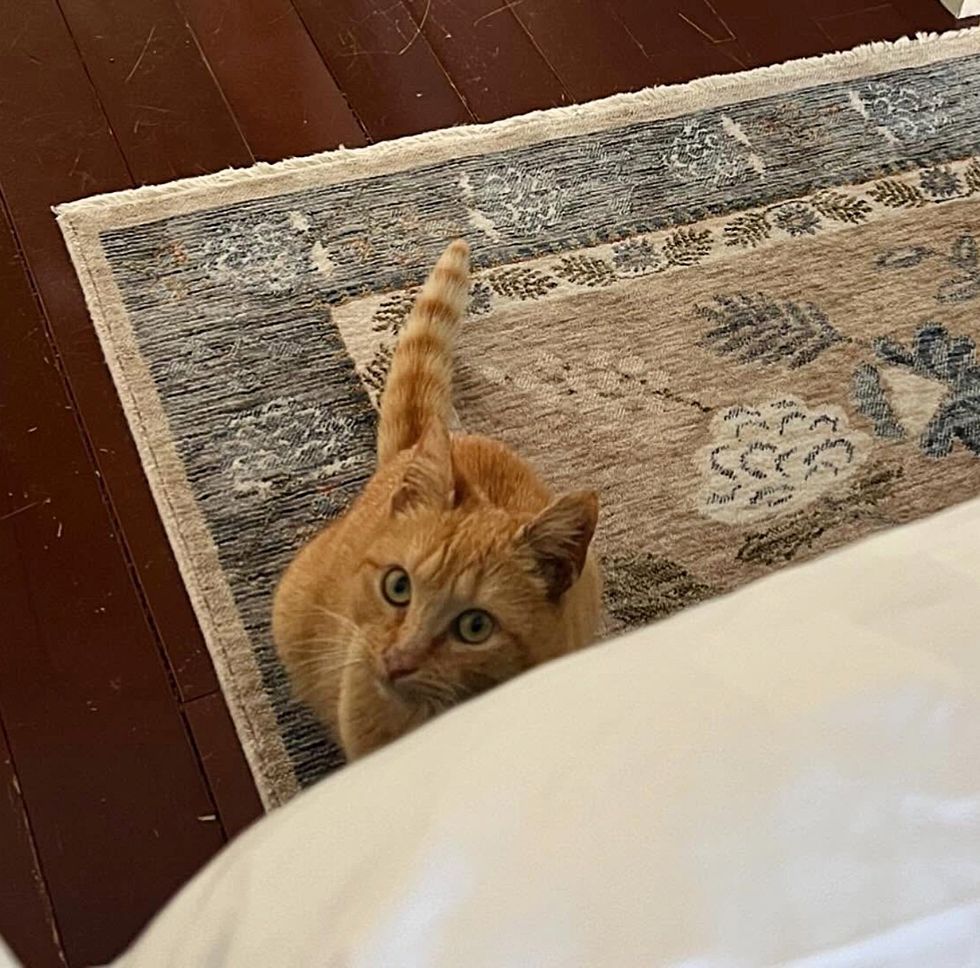 tabby cat curious eyes