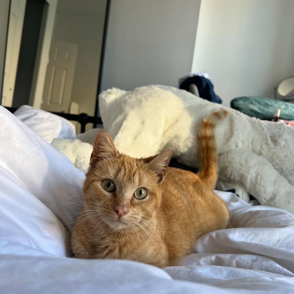 tabby kitten bed snuggles