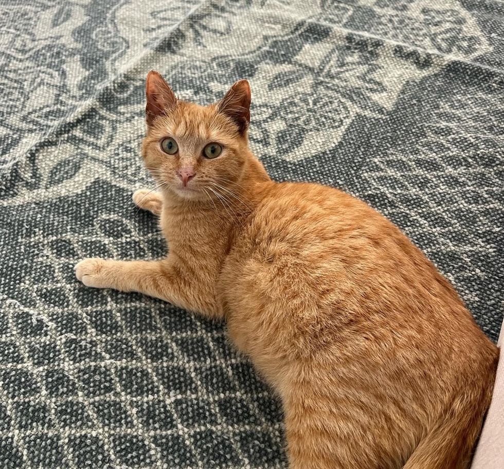 tabby cat happy home