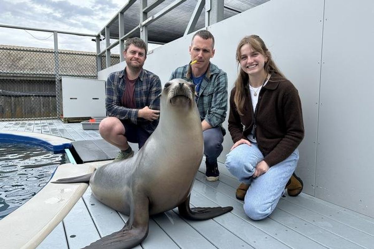 sea lions, ronan, uc santa cruz, music studies, marine mammals, peter cook