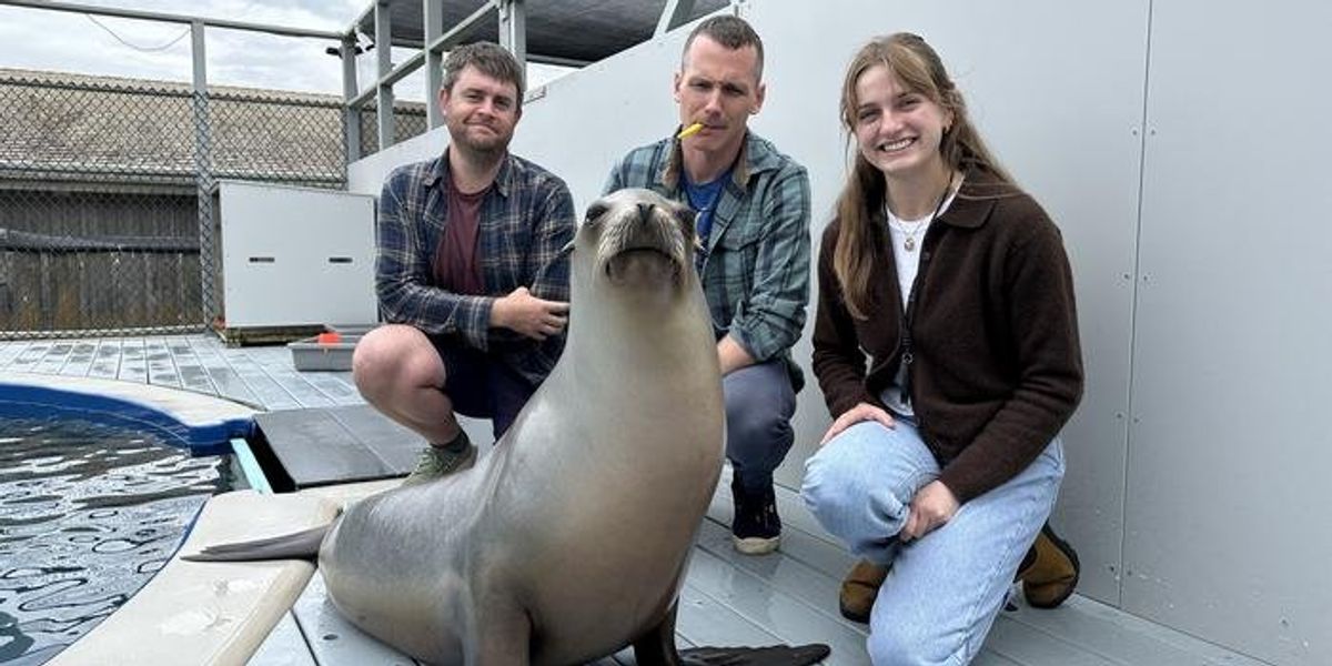 Seal's 'incredibly precise' sense of rhythm is more accurate than 99 percent of humans