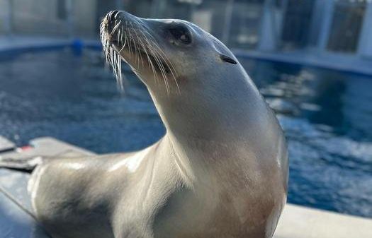 sea lions, ronan, uc santa cruz, music studies, marine mammals,