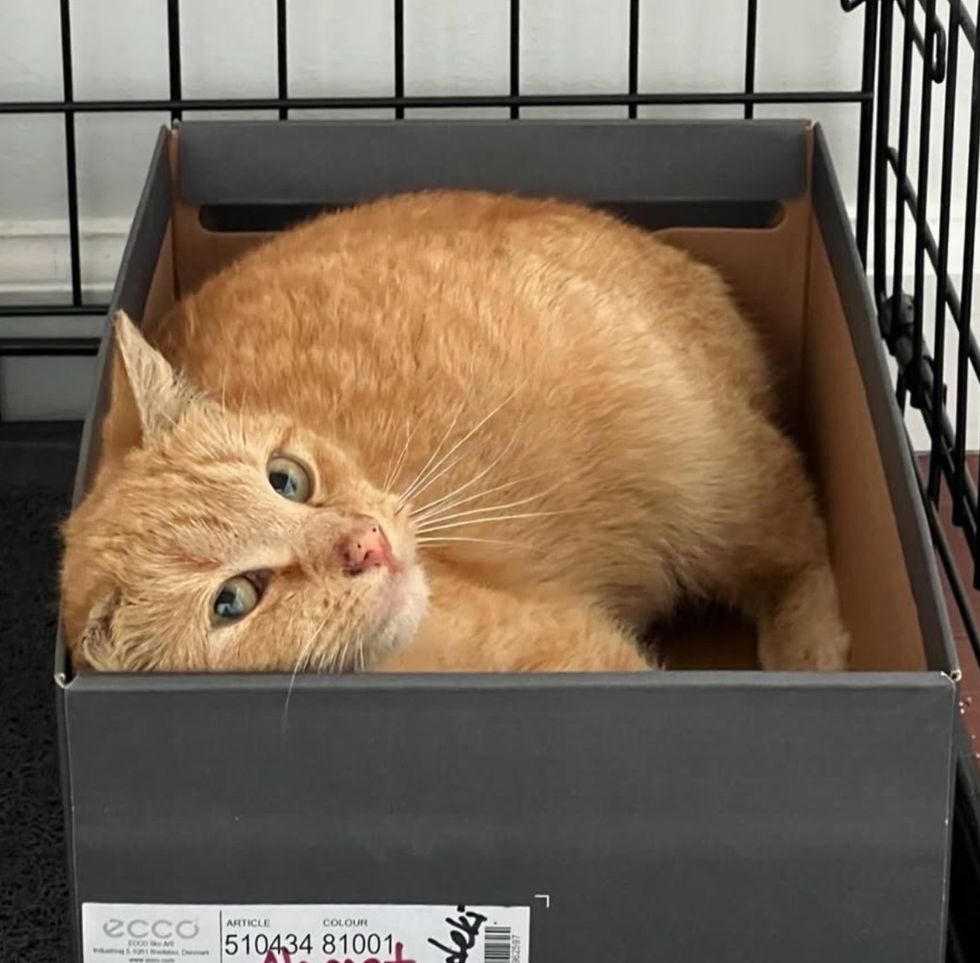 tabby cat box