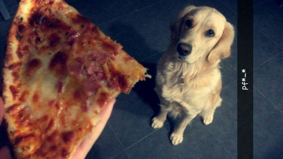 dog, pizza, understanding our speech