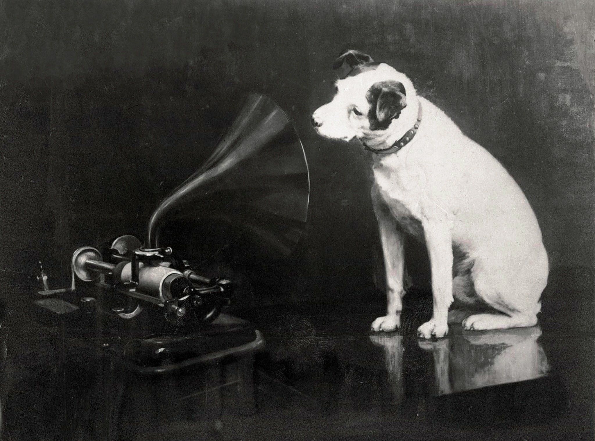 dog, listening, phonograph, language