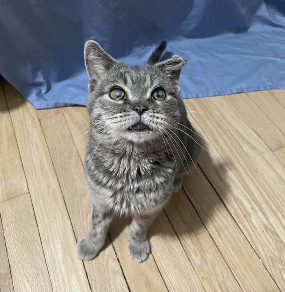 cute cat blind