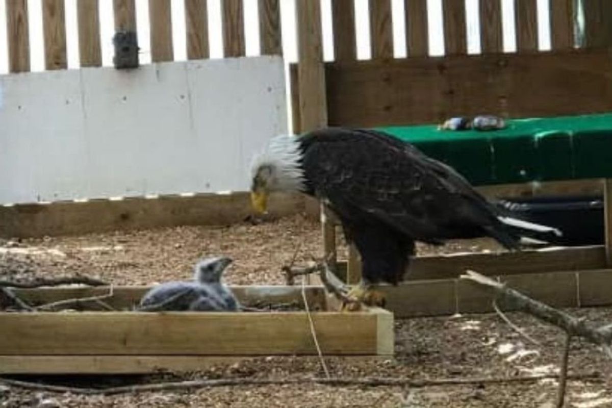 bald eagle, eaglet, world bird sanctuary, eagle dad