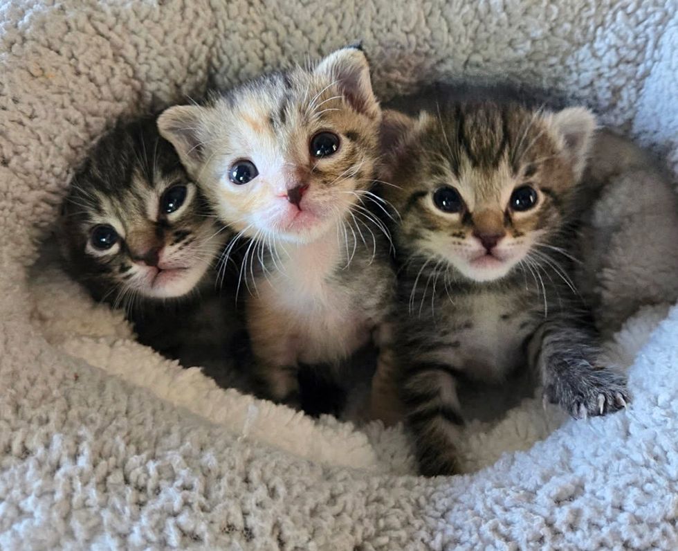 kittens snuggles
