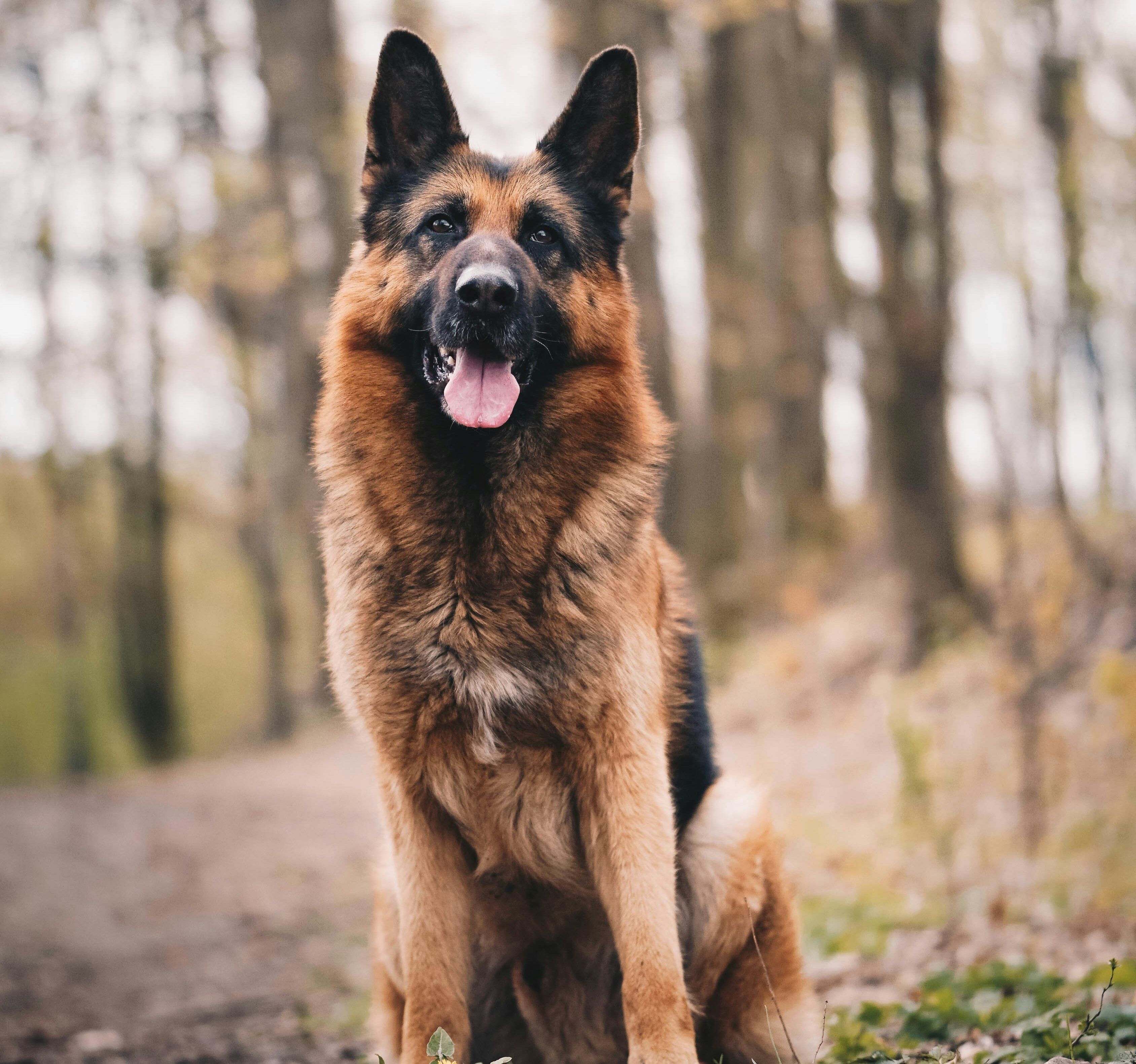 german shepherd, dogs, service dog, seeing eye dog, emotional support dog, service animal, animals, disability