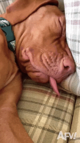 sleeping dog, dogs, animals, funny animals, funny dogs