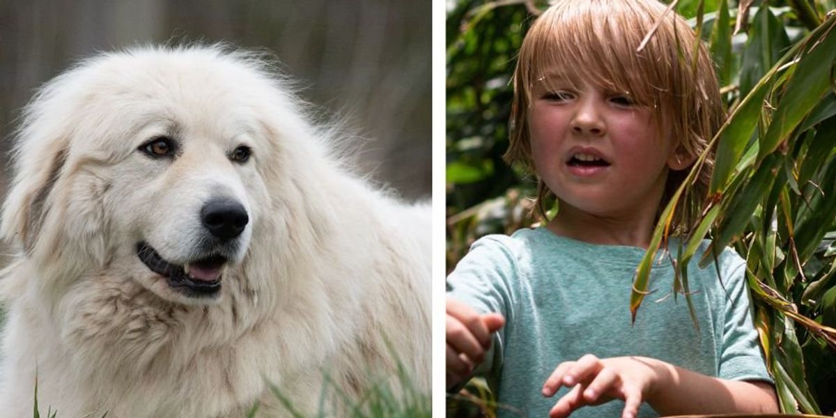 Hero dog rescues missing 2-year-old who had wandered 7 miles from home in  Arizona wilderness