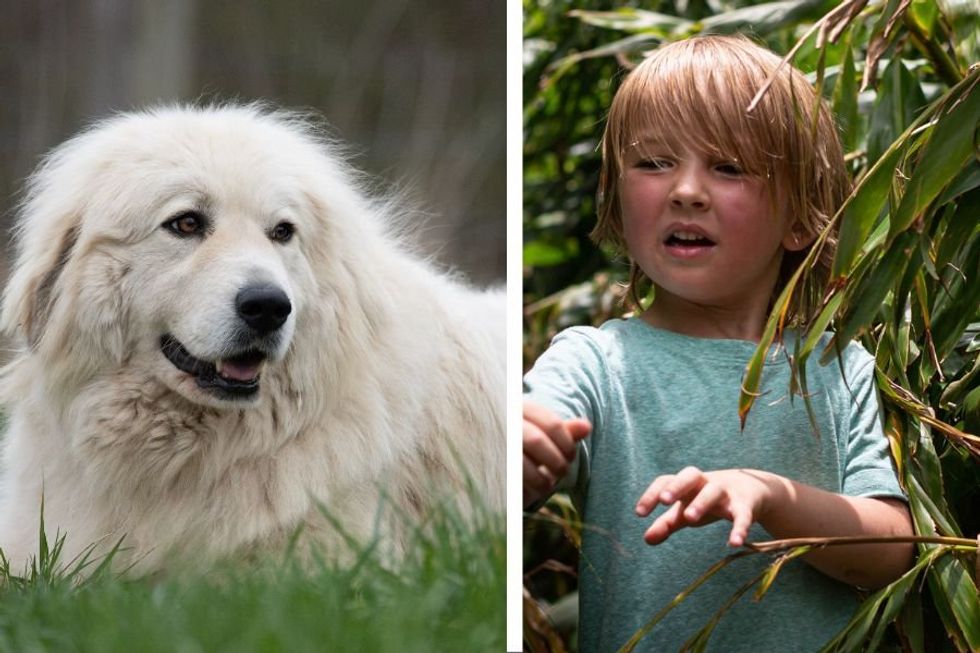 Hero dog rescues missing 2-year-old who had wandered 7 miles from home in Arizona wilderness