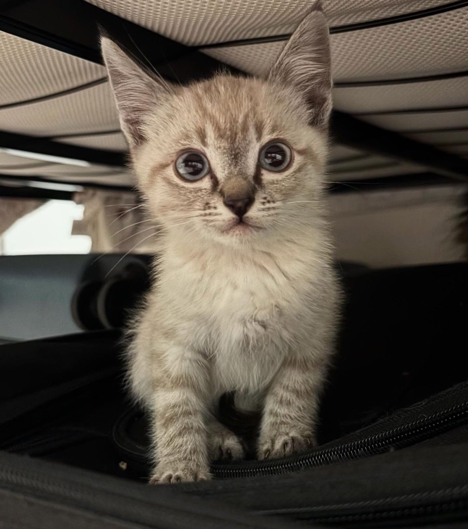 cute siamese kitten