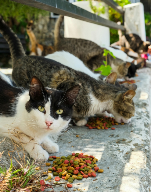 cats, stray cats, feeding cats, feral cats, shelter cats
