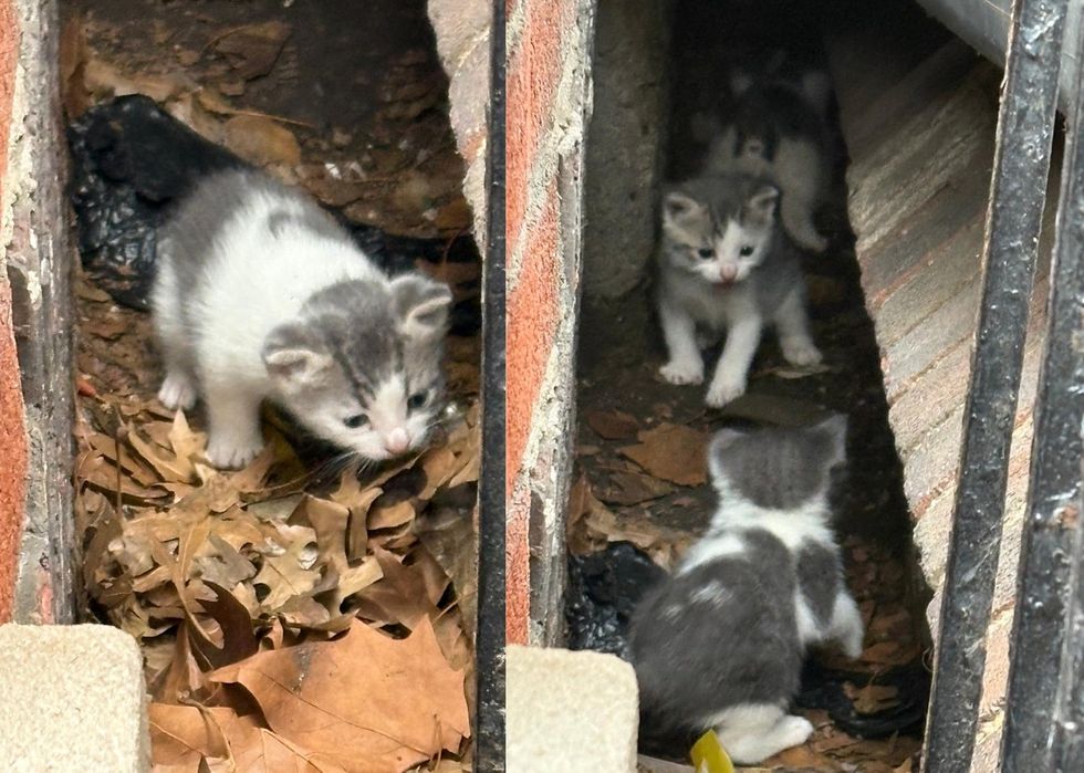kittens living hole