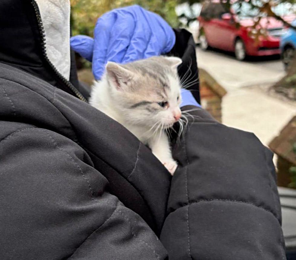 kitten being held