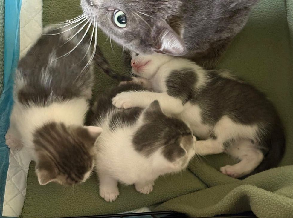 cat three kittens