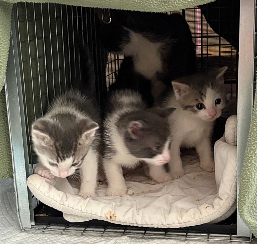 cat kittens playful
