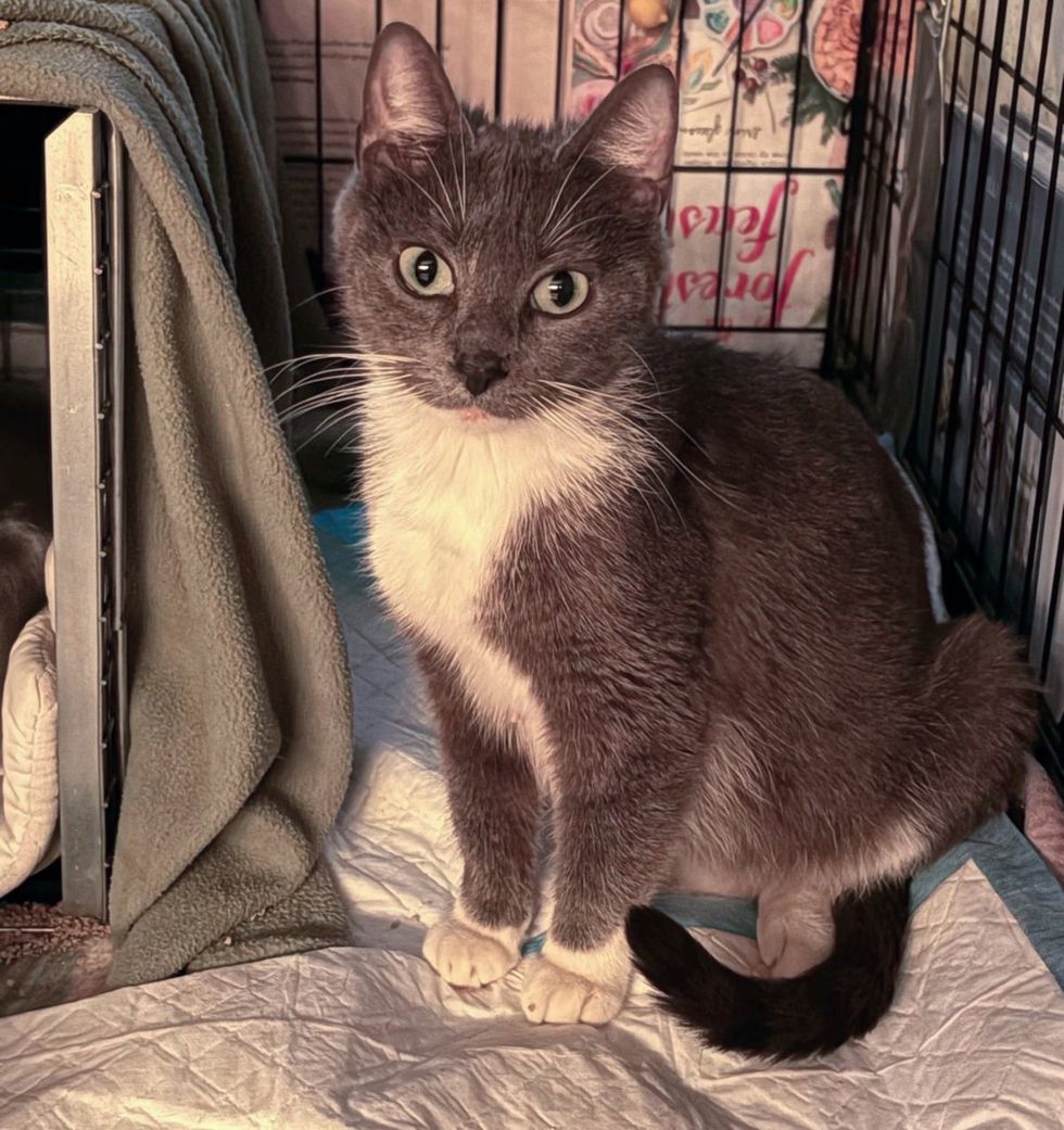 gray cat happy home