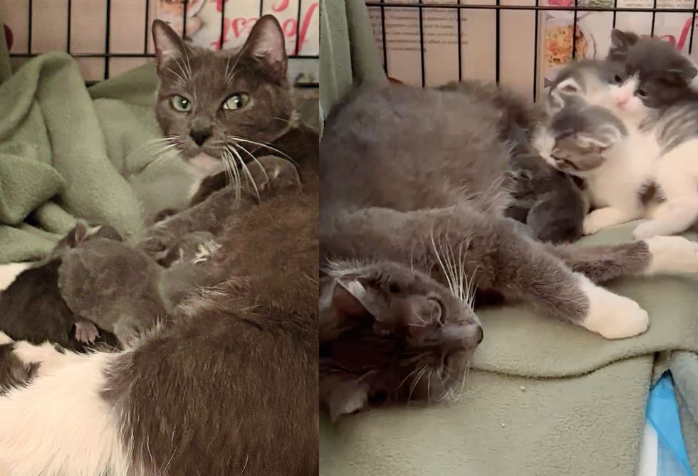 cat nursing kittens