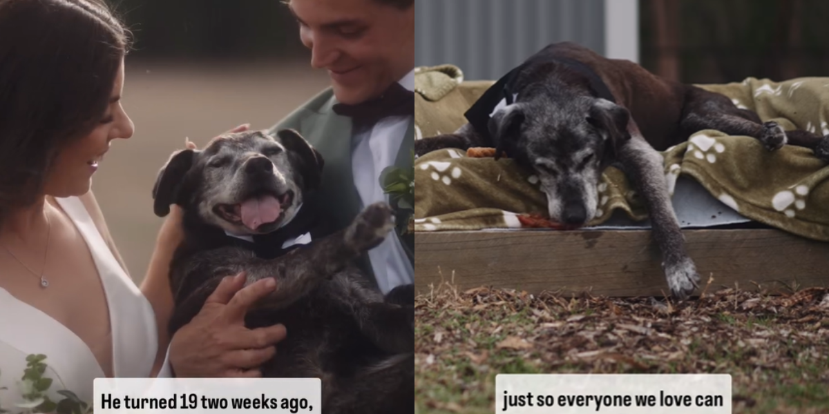 Couple includes 19-year-old dog in emotional wedding ceremony days before crossing rainbow bridge