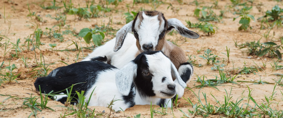 baby goats, goats, farm animals, hay goats eating, tiny goats