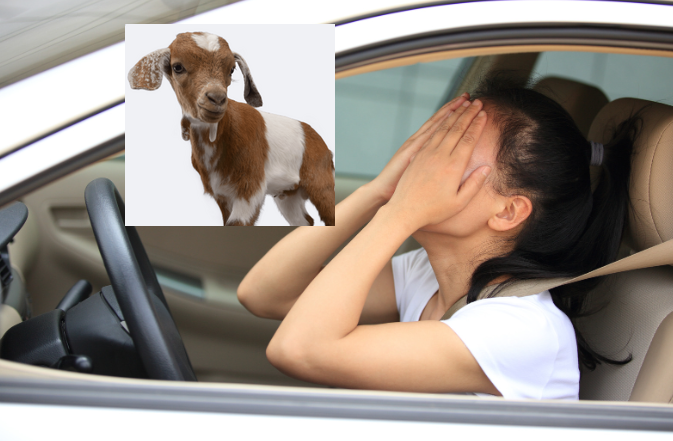 baby goats, eliza liberman, goat love, good days, bad days, car 