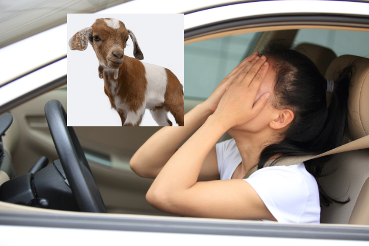 baby goats, eliza liberman, goat love, good days, bad days, car