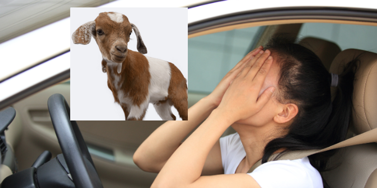Woman having a terrible day asks the universe for help. It responded with baby goats.