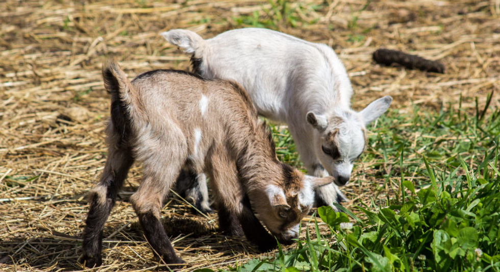 baby goats, goats, farm animals, hay goats eating, tiny goats