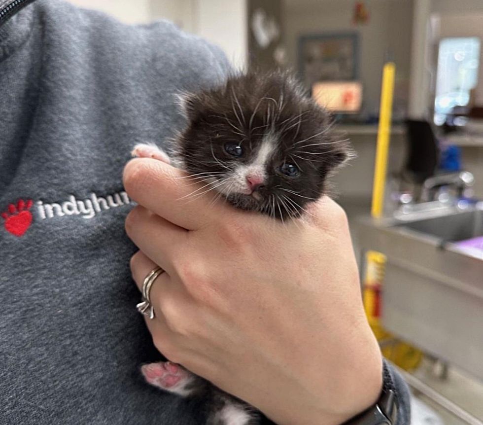 tuxedo kitten tiny