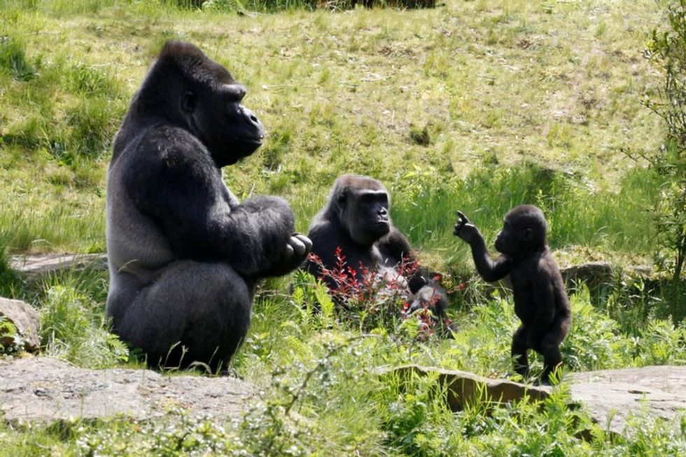 gorillas, endangered species, gorilla vs 100 humans