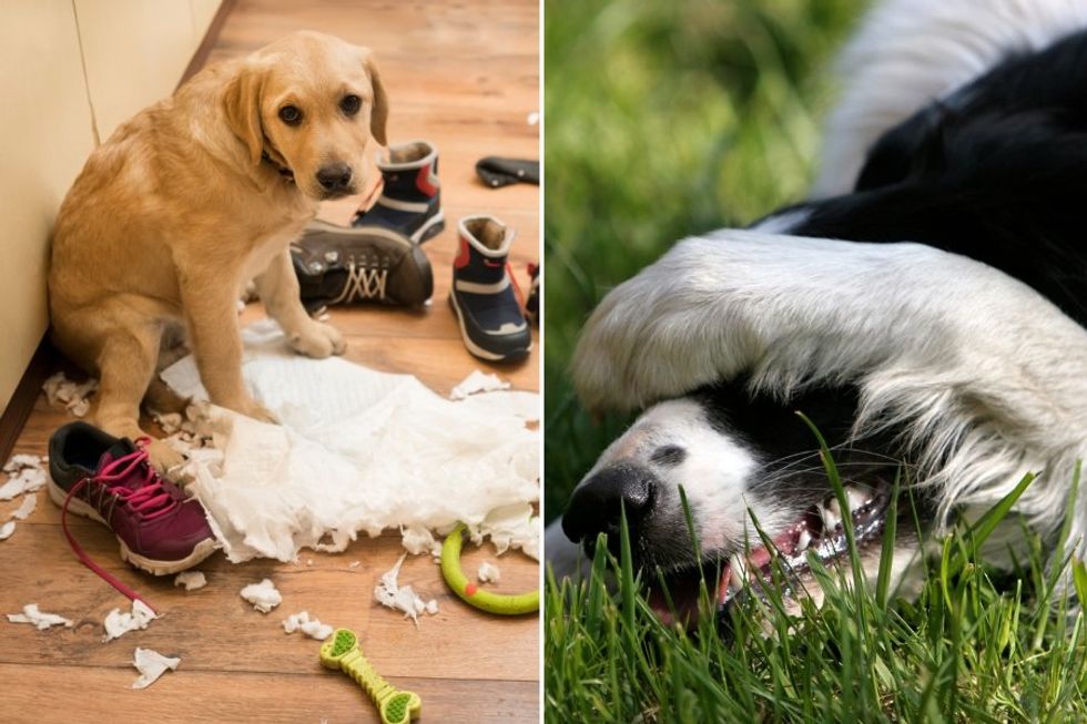 Videos of dogs acting guilty and snitching have people convinced dogs feel shame