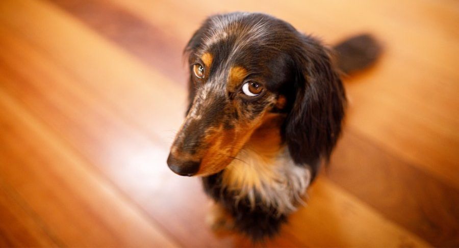 guilty dog, dog guilt, dog shame, dogs, pups