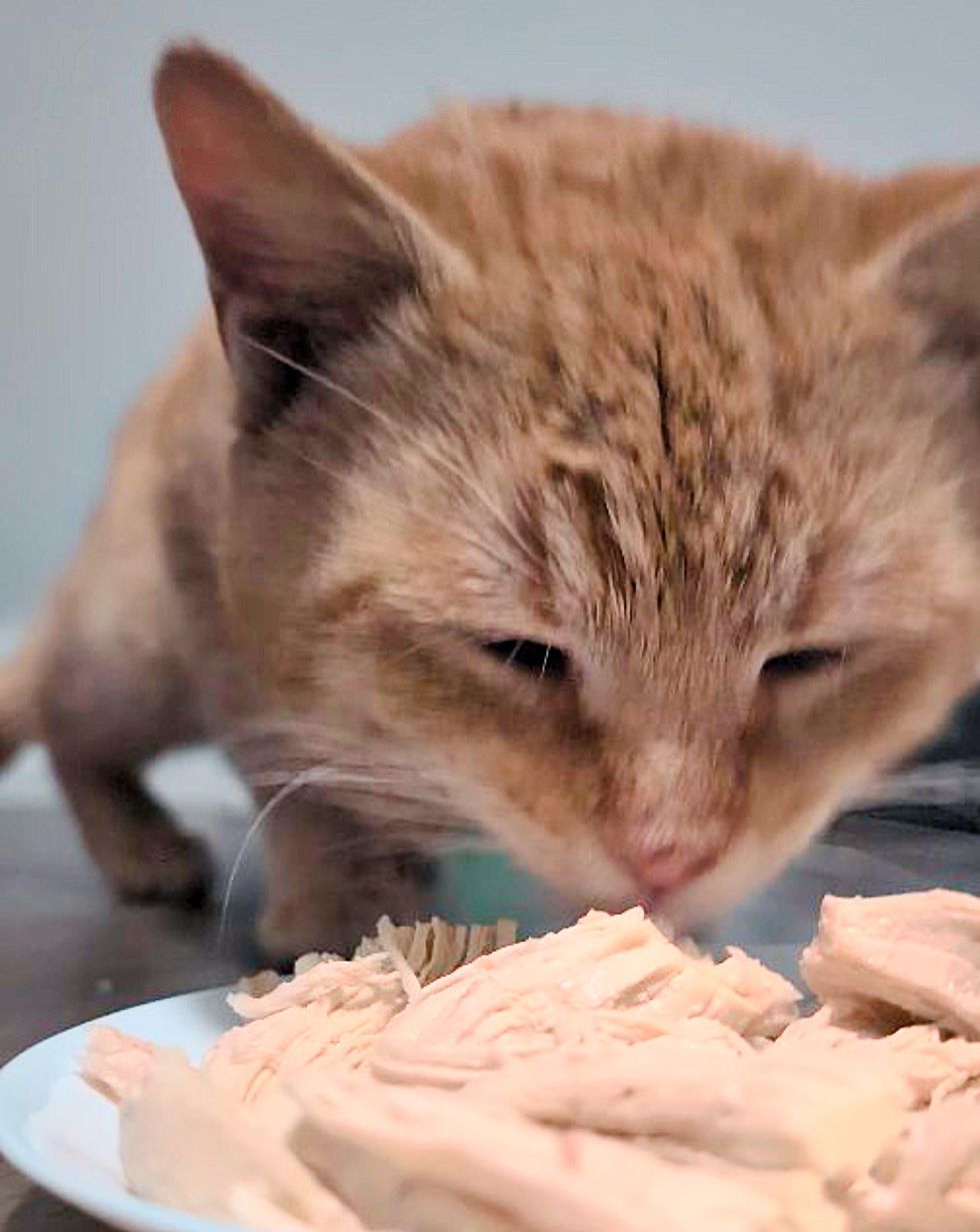 stray cat indoors