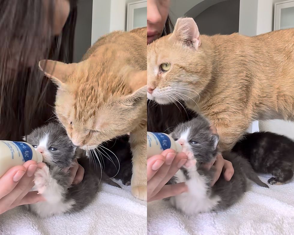 cat bottle kitten